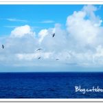 【沖繩@麗星郵輪】海鷗飛呀飛