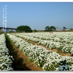 [苗栗銅鑼] 銅鑼杭菊花季~ 銅鑼賞雪趣!!!