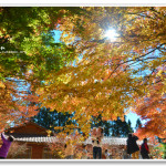 [台中] 福壽山農場賞楓