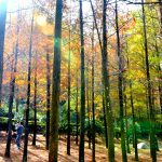 [台中] 后里泰安落羽松~ 夢幻浪漫新秘境