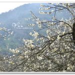 [南投信義] 牛稠坑柳家梅園農場內私房賞梅秘境