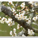 [南投信義] 柳家梅園農場