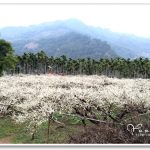 [台中] 新社梅花森林