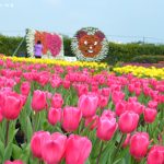 [台中] 中社觀光花市~ 鬱金香花季