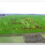 [屏東] 2015屏東國際彩稻藝術節~ 第一座LINE彩稻田可愛登場