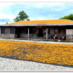 [花蓮赤柯山] 汪家古厝~ 屋頂曬金針 古樸農村風光