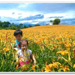 [花蓮玉里] 赤柯山金針花季~ 滿山遍野金黃花海