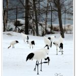 [釧路] 鶴居村鶴見台~ 丹頂鶴自然棲息地