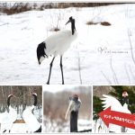 [釧路] 釧路市丹頂鶴自然公園~ 近距離觀賞丹頂鶴英姿