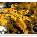 [京都] 金閣寺 必訪行程 金光閃閃!