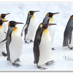 Hokkaido 北海道 旅遊攻略 2016.03.09更新@ 旅遊景點、購物、自由行攻略、飯店推薦