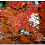 [台中] 福壽山農場