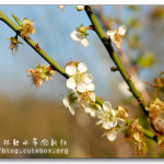 [台中新社] 梅林親水岸~ 賞梅好去處!!