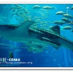 [大阪景點] 大阪海遊館~ 世界最大級的水族館