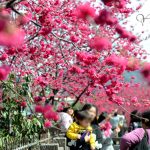 [台中后里] 泰安派出所櫻花~ 全台最美的警察局，櫻花盛開中!!