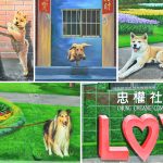 [彰化景點] 忠權彩繪社區~ 立體狗兒彩繪村，可愛又好拍！