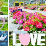 [彰化員林] 琉璃仙境~ 美麗花海結合夢幻婚紗場景，拍照打卡新亮點！