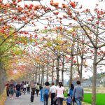 [台南白河] 林初埤木棉花道~全球最美15大花海街道之一，火紅綻放!!