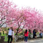 [台中景點] 新社最新賞櫻秘境~ 粉紅櫻花超浪漫，爆炸盛開中!!