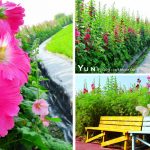 [彰化景點] 員林蜀葵花季~ 色彩繽紛一丈紅花海，壯觀又吸睛!!