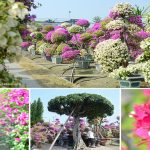 [彰化田尾] 輝豐園藝九重葛之家~ 桃紅色夢幻花園，浪漫好拍