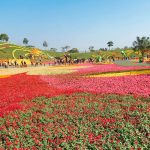 [台中后里] 2017臺中國際花毯節~ 花開的聲音，鮮豔多彩好繽紛