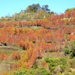 [台中潭子] 新田登山步道落羽松秘境~ 松紅佈滿山林，美不勝收！