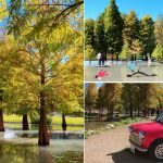 [台中后里] 羽粼落羽松~ 泰安落羽松秘境，秋冬好拍景點