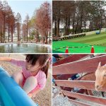 [雲林景點] 古坑鹿營親子農場~滑草戲水及戶外遊戲區，漫步夢幻落羽松林