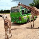 [泰國北碧府] Safari Park 野生動物園～與長頸鹿近距離餵食互動，刺激好玩